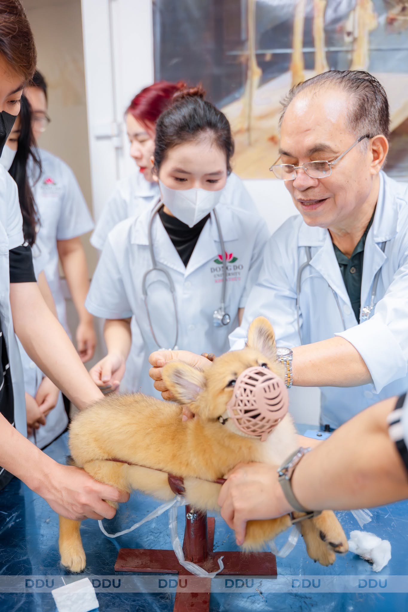 Ngành Thú y học gì? Cơ hội phát triển sau tốt nghiệp